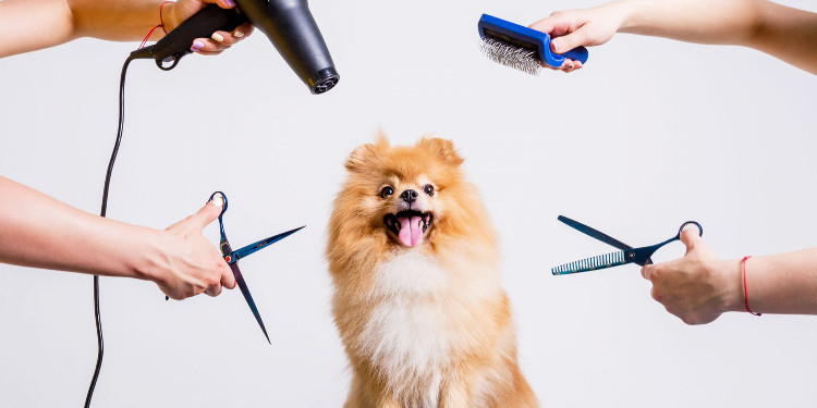 Şansella Pet Kuaför Pet Otel Pet Kreş