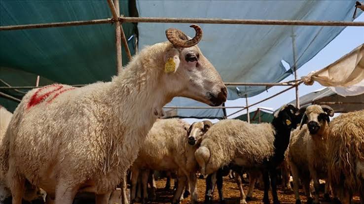 Kardaş Besi Çiftliği