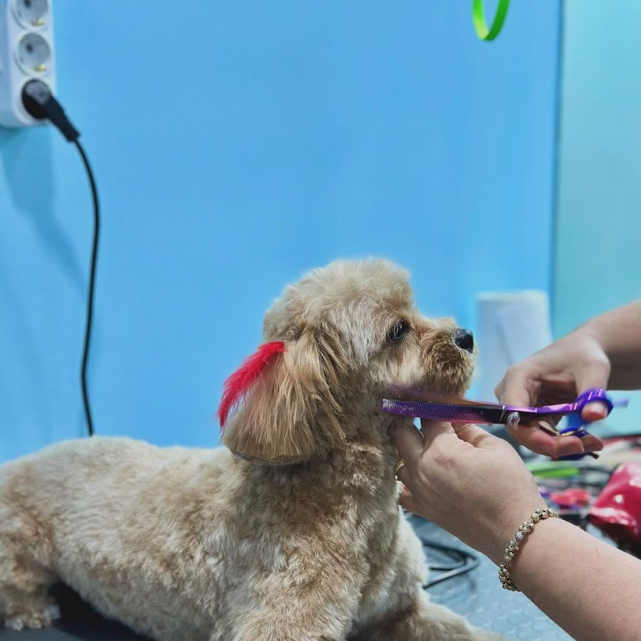 Şansella Pet Kuaför Pet Otel Pet Kreş